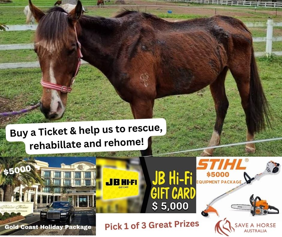 Help us rescue neglected, abused and surrendered horses